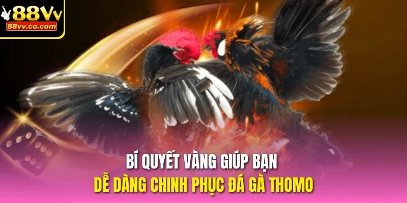 Bí quyết vàng giúp bạn dễ dàng chinh phục đá gà thomo