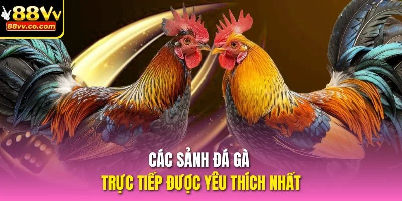 Các sảnh đá gà trực tiếp được yêu thích nhất