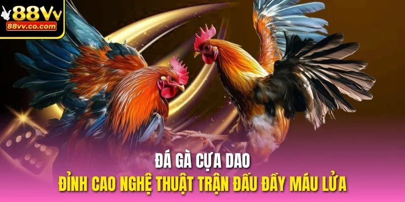 Đá gà cựa dao
