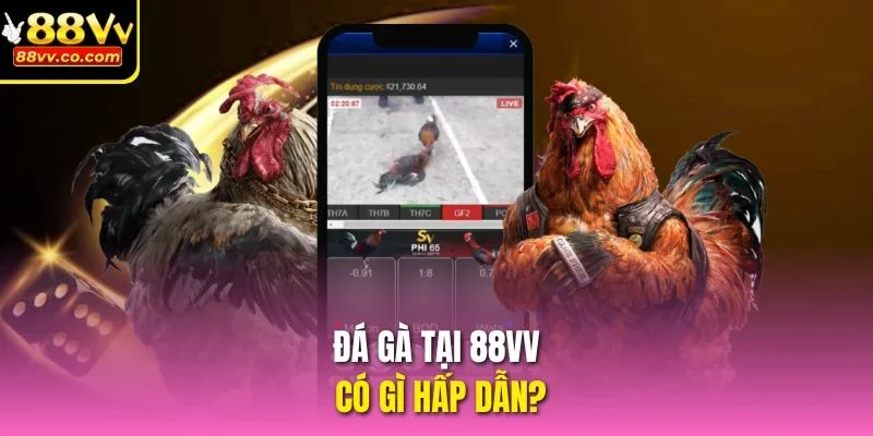 Đá gà tại 88VV có gì hấp dẫn?