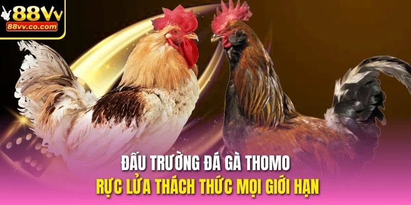Đá gà Thomo