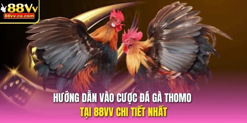Hướng dẫn vào cược đá gà thomo tại 88vv chi tiết nhất