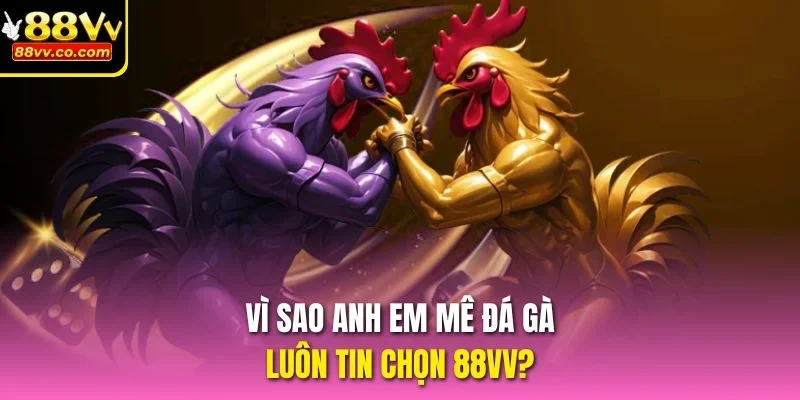 Vì sao anh em mê Đá gà luôn tin chọn 88vv?