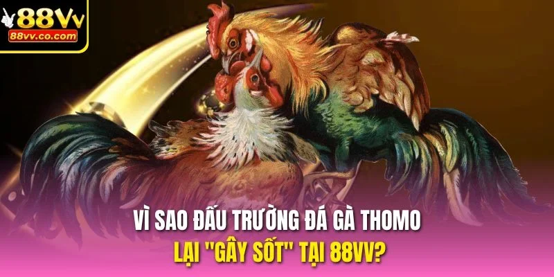 Vì sao đấu trường đá gà thomo lại "gây sốt" tại 88vv?